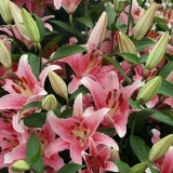 Kada saditi ljiljane